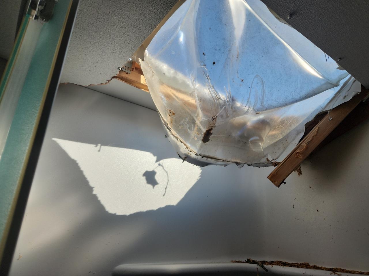 Cherokee By Forest R Greywolf Image 10